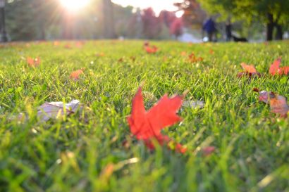 Czy jesień to dobra pora na założenie trawnika? Wyjaśniamy!