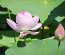 Lotus Flower Lotus Flower
