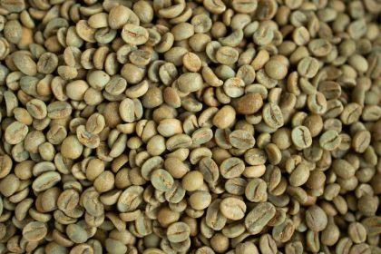 Zielona kawa – czy warto uczestniczyć w szkoleniu Green Coffee – Specialty Coffee Association?