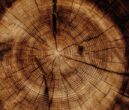 Frezowanie drewna - dlaczego jest takie ważne i jak je wykonywać?